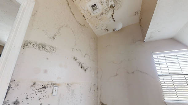 Best Basement Mold Removal  in Canton, MS