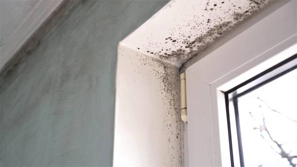 Mold Odor Removal Services in Canton, MS