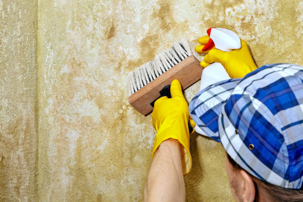 Mold Remediation for Rental Properties in Canton, MS